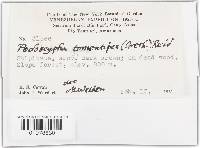 Podoscypha tomentipes image
