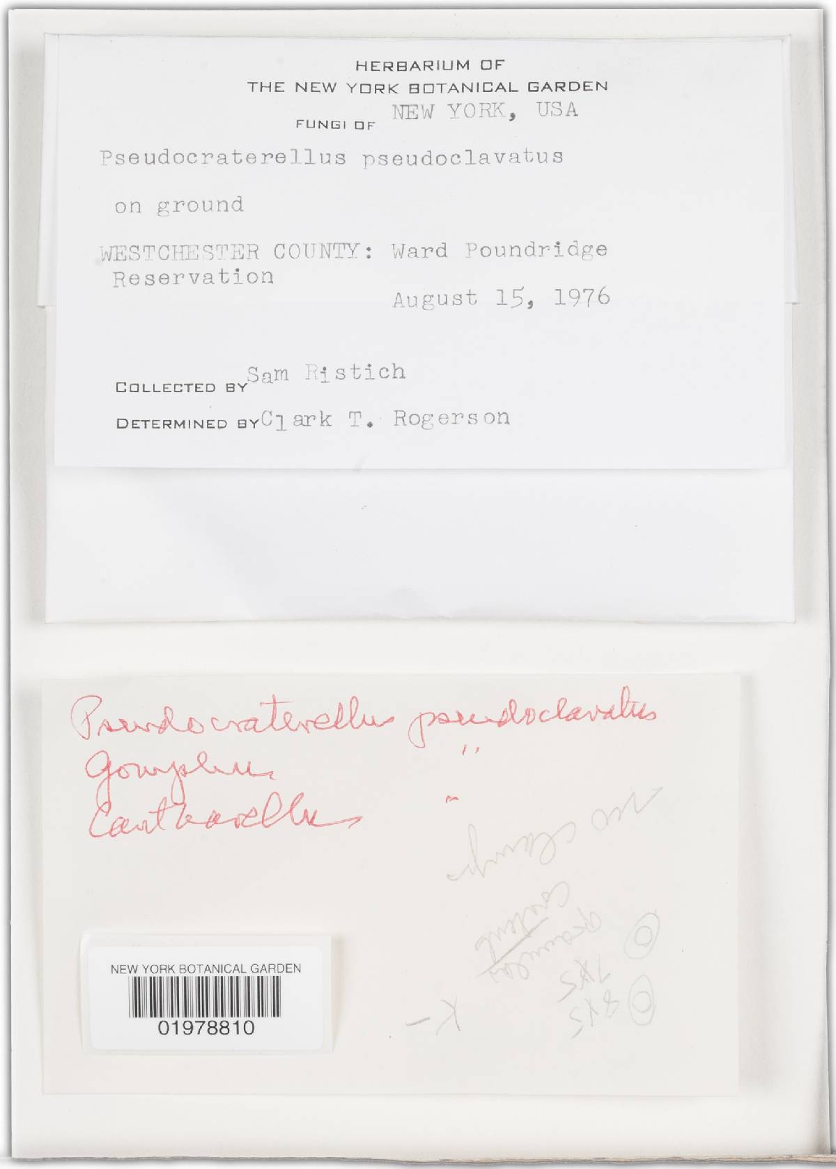 Pseudocraterellus pseudoclavatus image