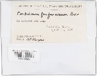 Resinicium furfuraceum image