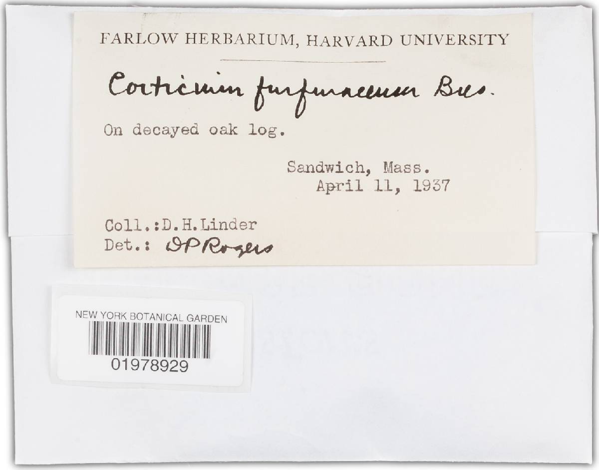 Resinicium furfuraceum image