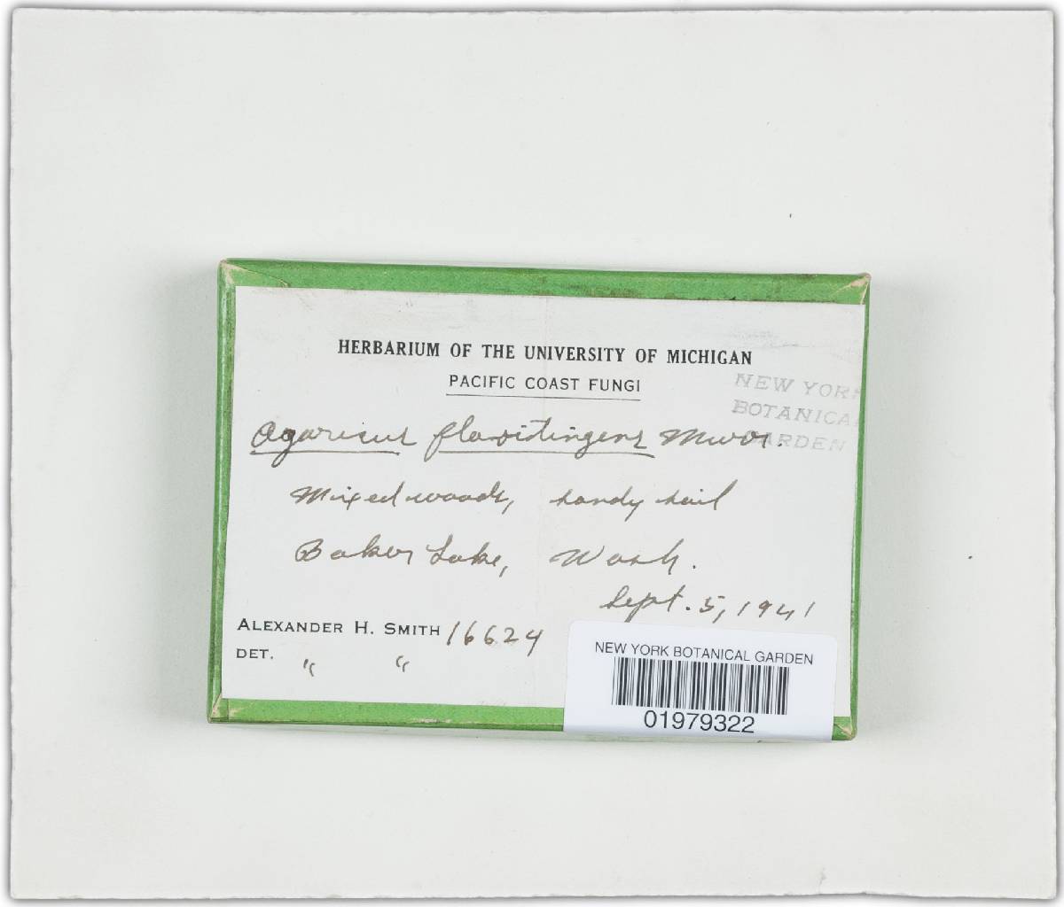Agaricus flavitingens image