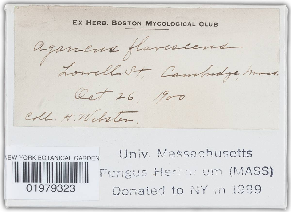 Agaricus flavitingens image