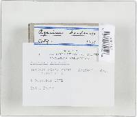 Agaricus bisporus image