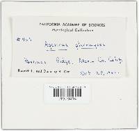 Agaricus placomyces image