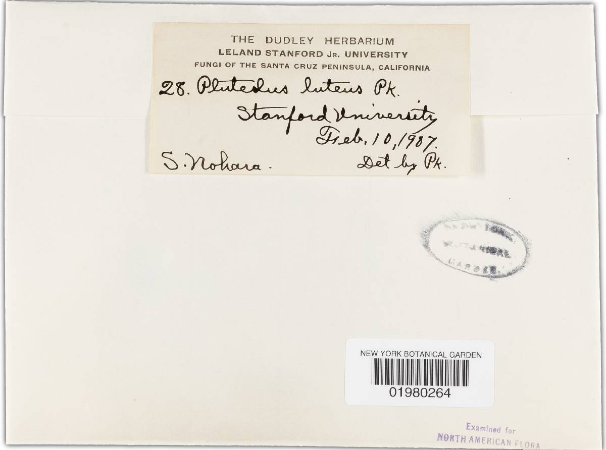 Bolbitius luteus image