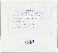 Callistosporium luteo-olivaceum image