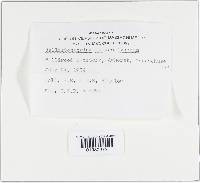 Callistosporium luteo-olivaceum image