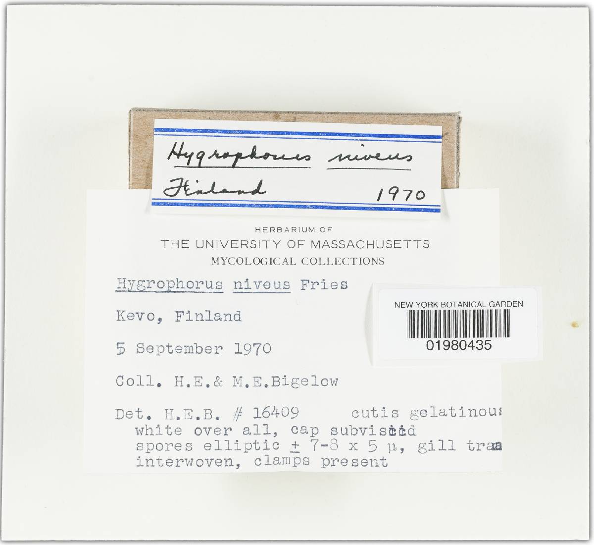 Camarophyllus niveus image