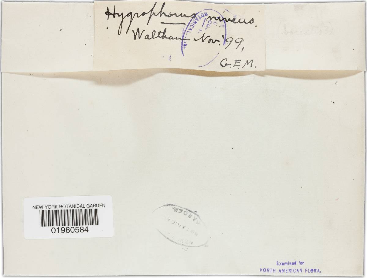 Camarophyllus niveus image
