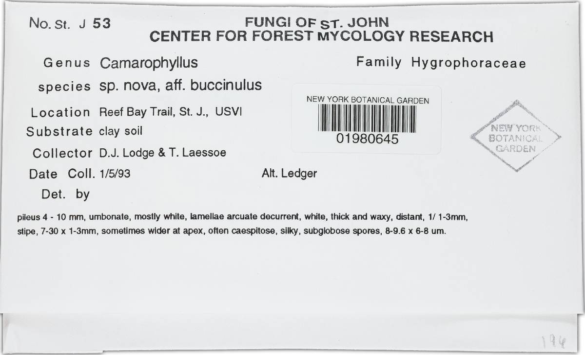 Camarophyllus buccinulus image