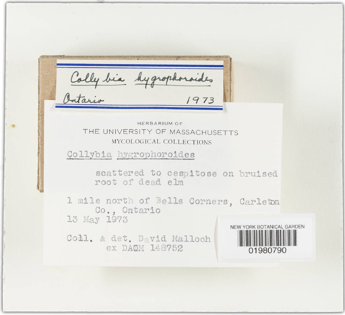 Caulorhiza hygrophoroides image
