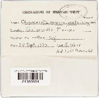 Pluteus mammillatus image