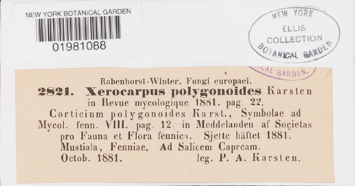 Corticium roseum image