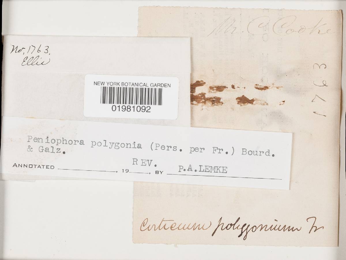 Corticium roseum image