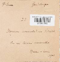 Lopharia cinerascens image