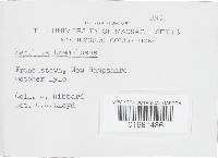 Merulius tremellosus image