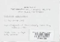 Merulius tremellosus image
