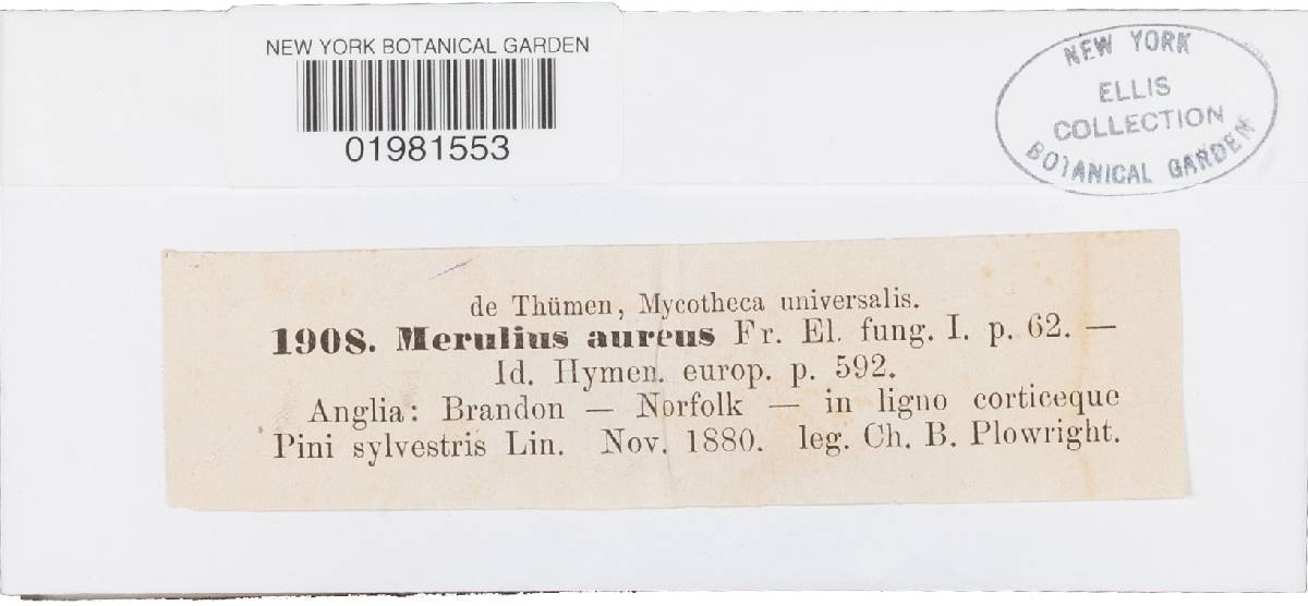Merulius aureus image