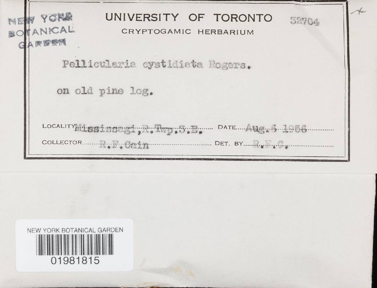 Suillosporium cystidiatum image