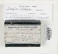 Peniophora albobadia image