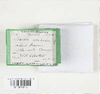 Peniophora albobadia image