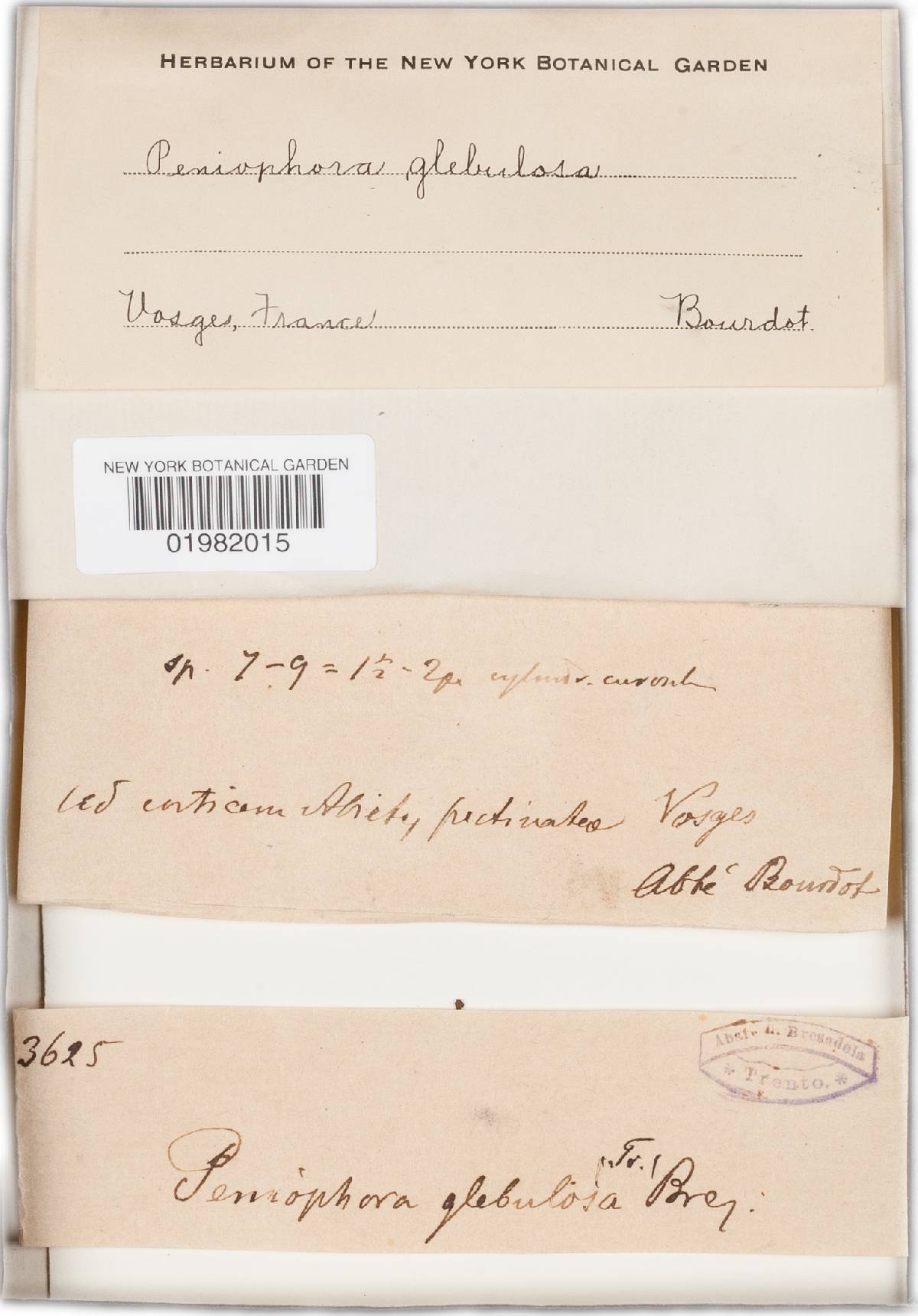 Tubulicrinis gracillimus image