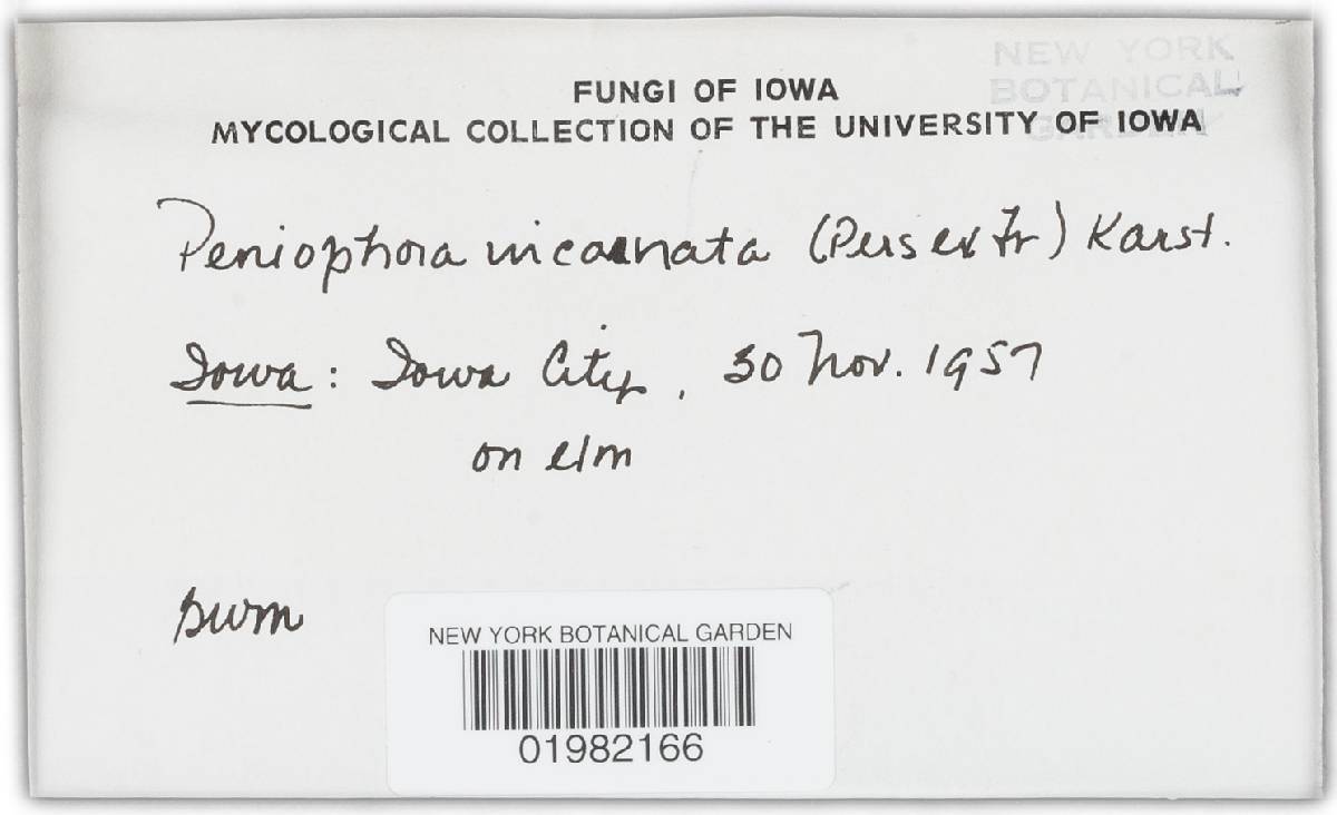 Peniophora incarnata image