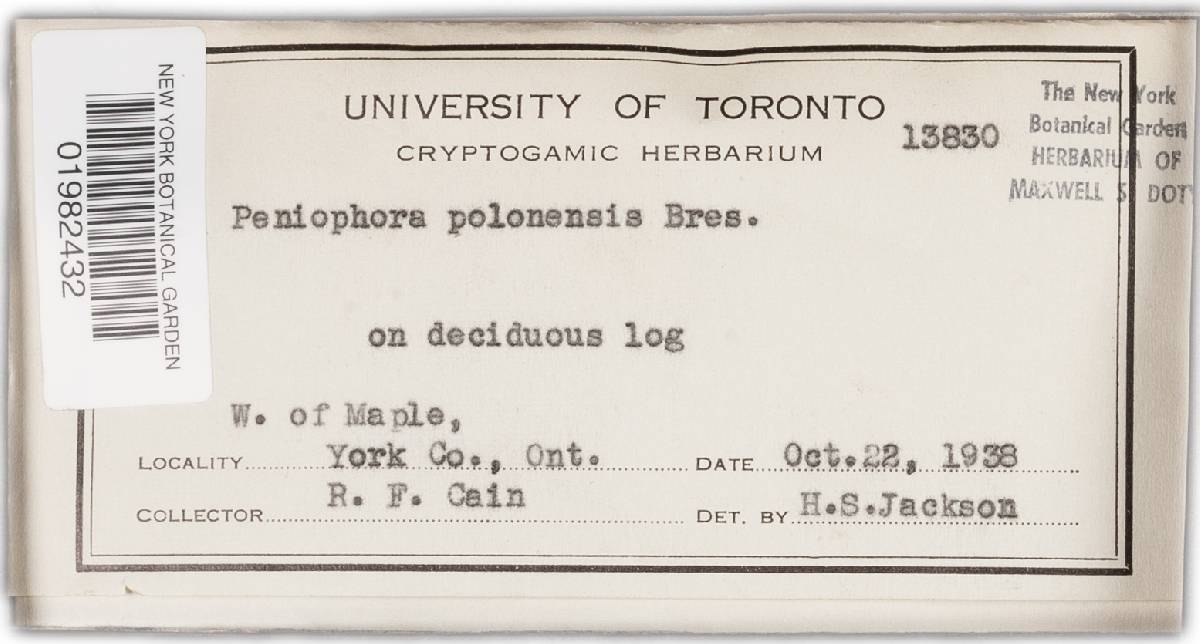Gyrophanopsis polonensis image