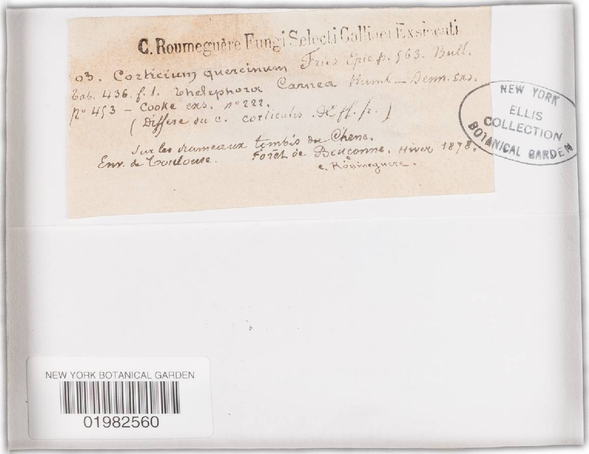 Peniophora quercina image