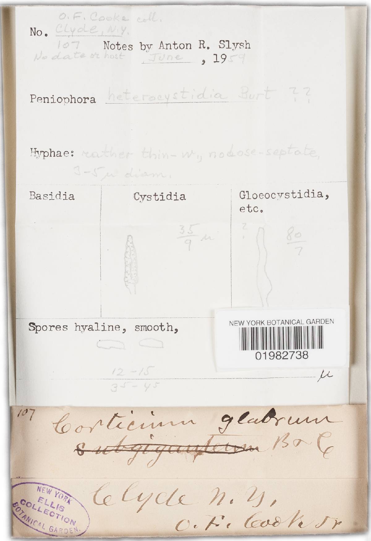 Phanerochaete sanguinea image