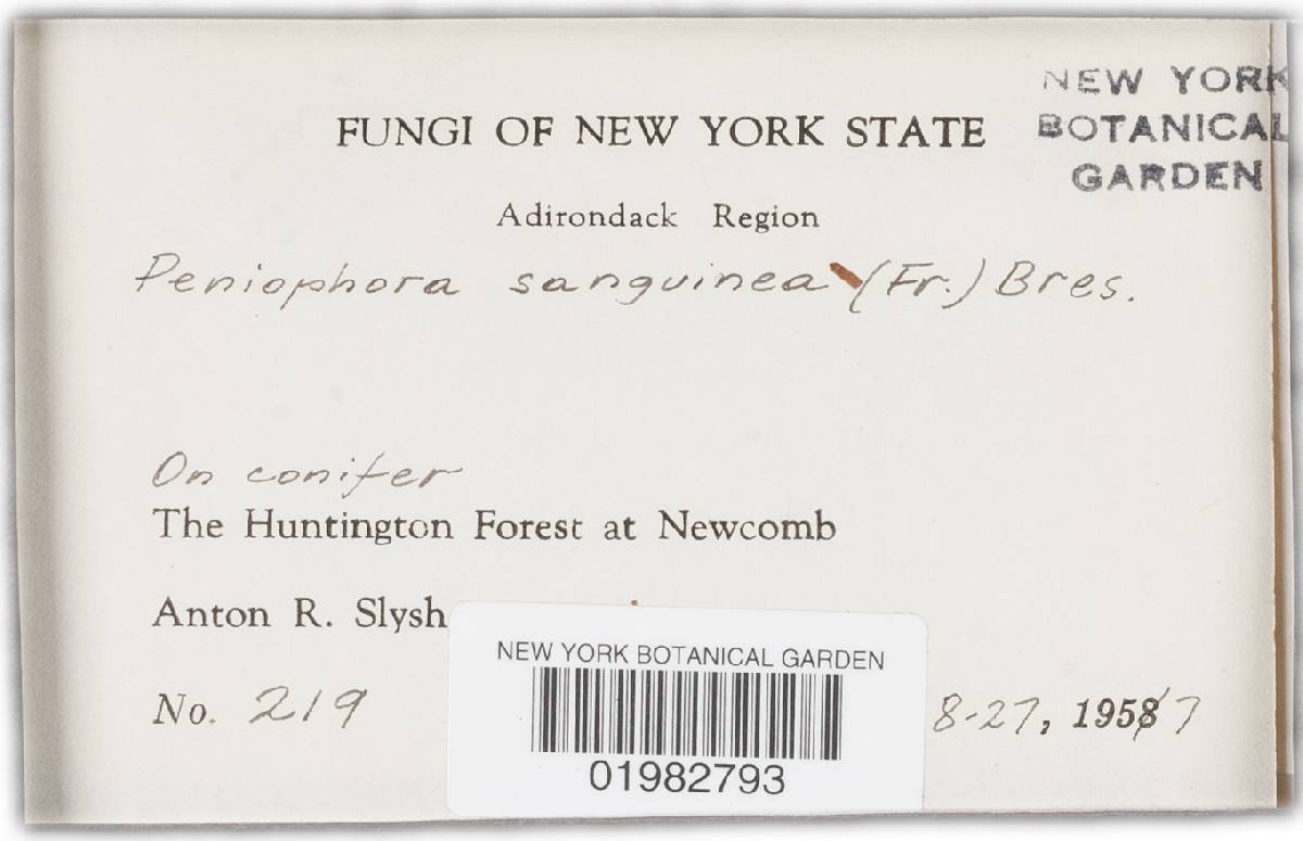 Phanerochaete sanguinea image