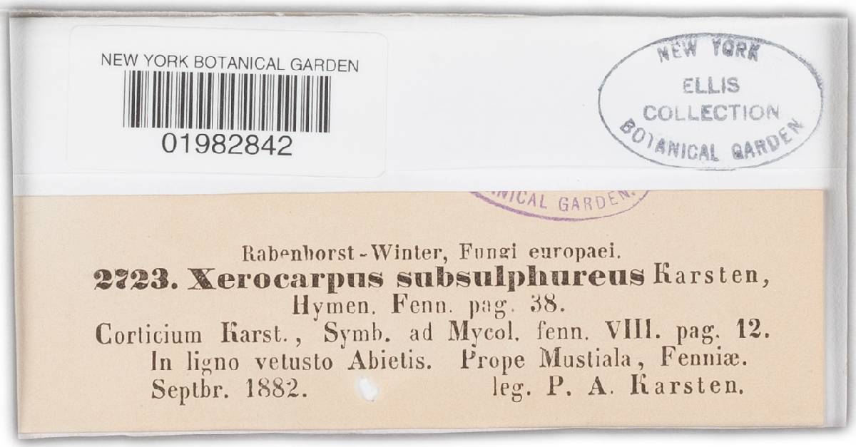 Peniophora subsulphurea image