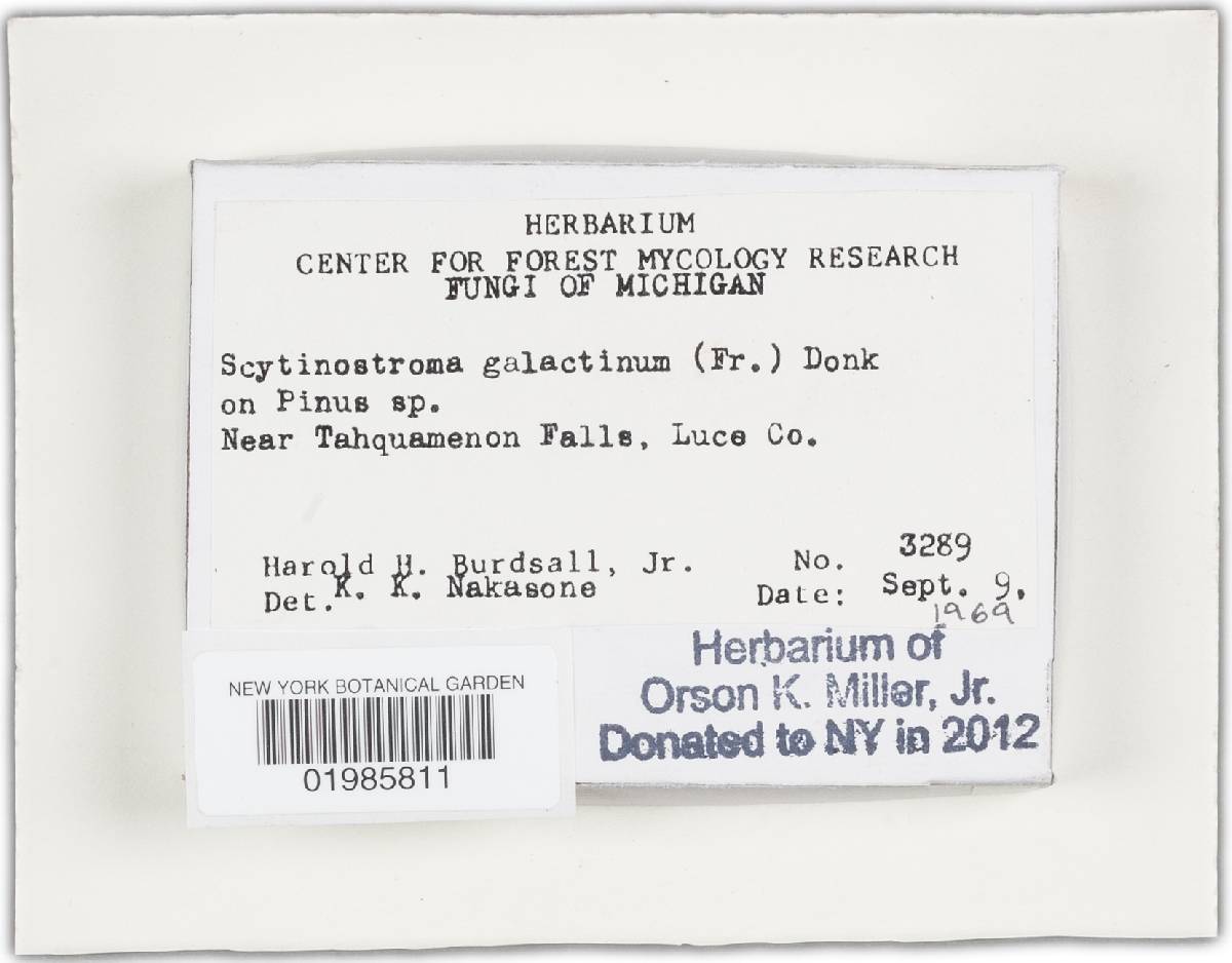 Scytinostroma galactinum image