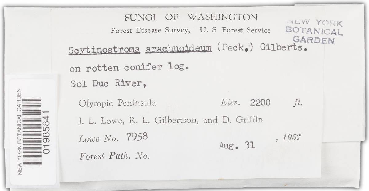 Scytinostroma arachnoideum image