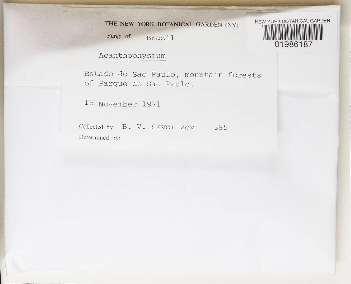 Acanthophysium image