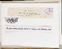 Dendrothele candida image