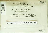 Acanthobasidium penicillatum image