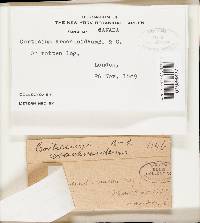 Athelia arachnoidea image