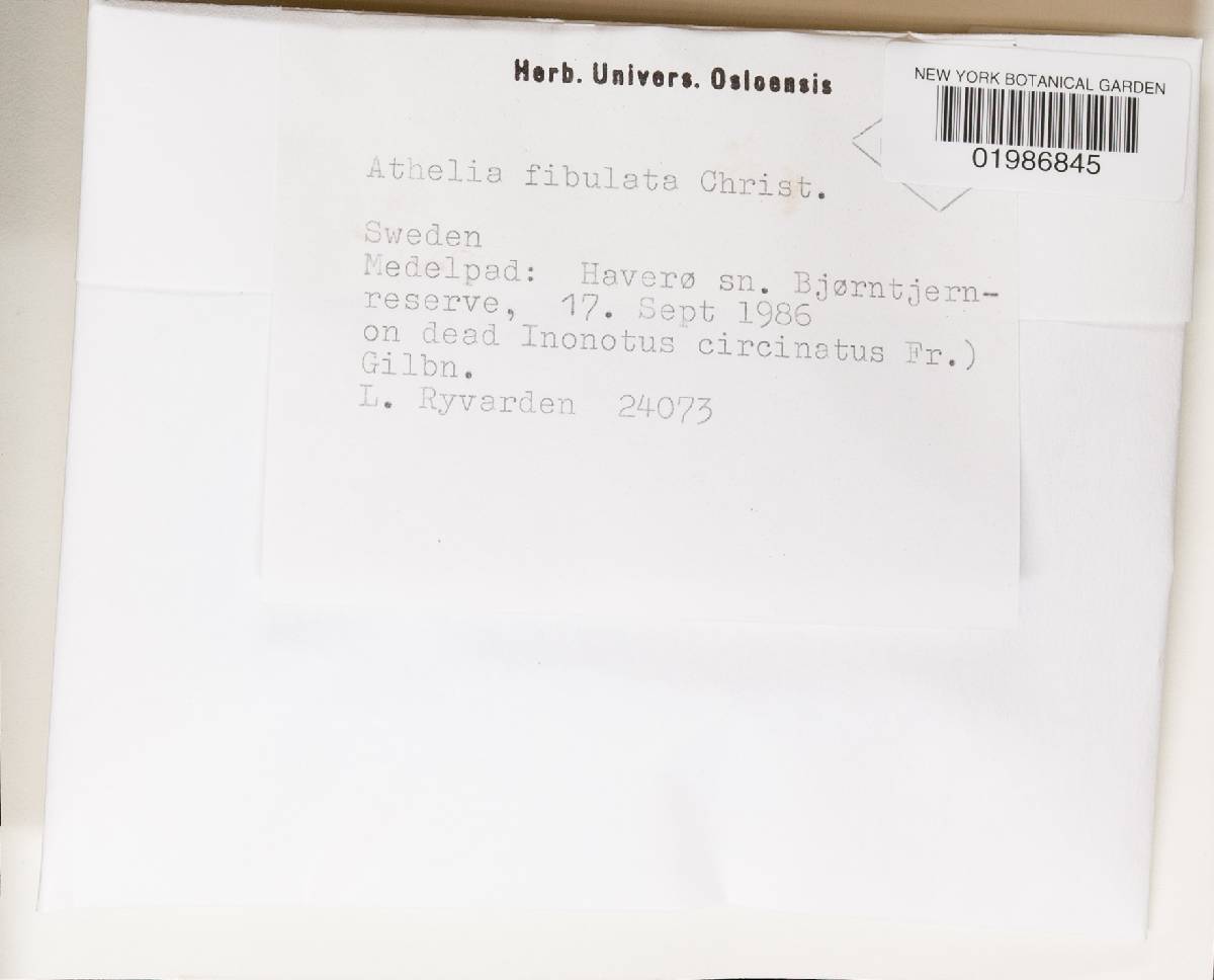 Athelia fibulata image