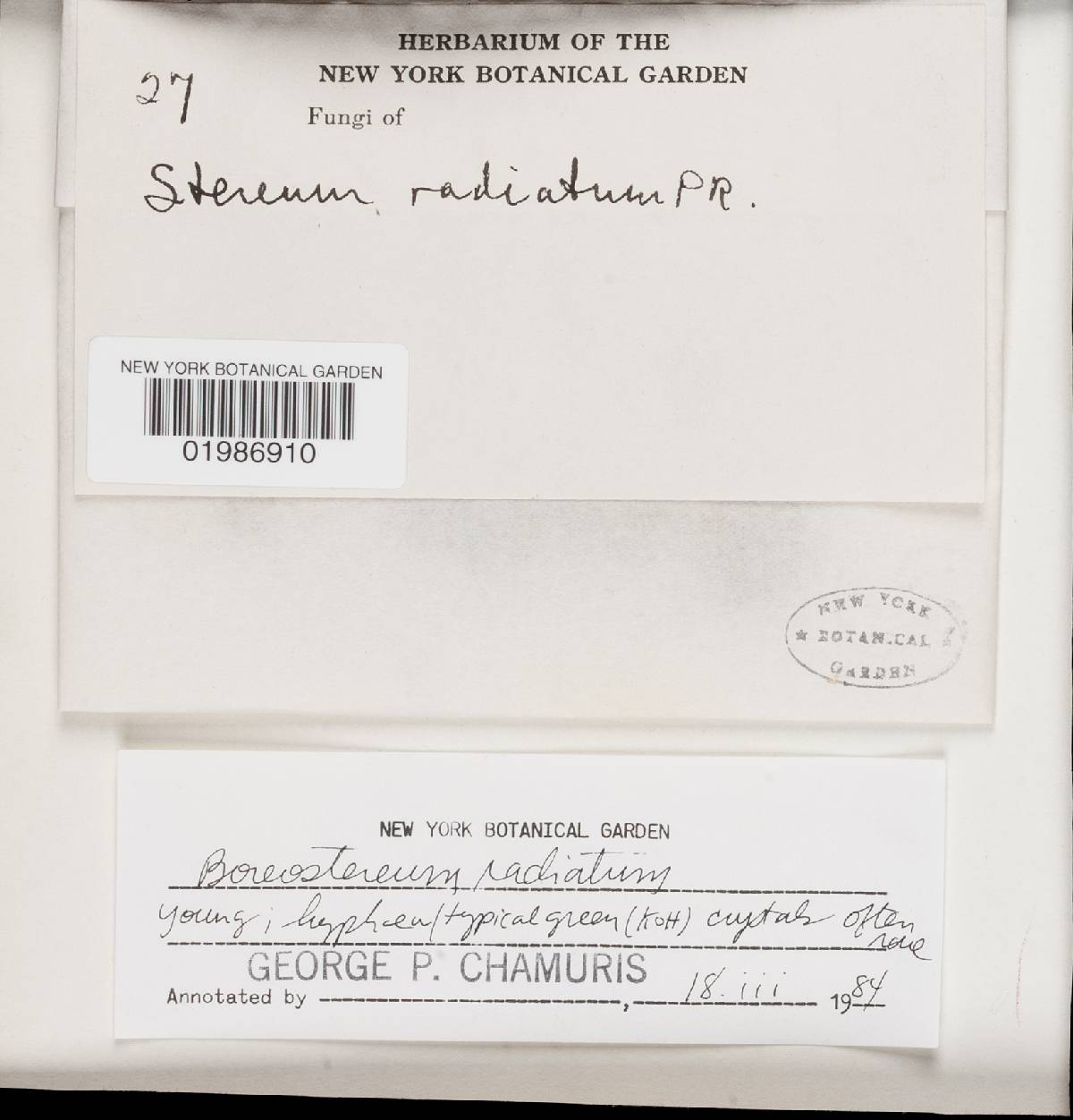 Boreostereum radiatum image
