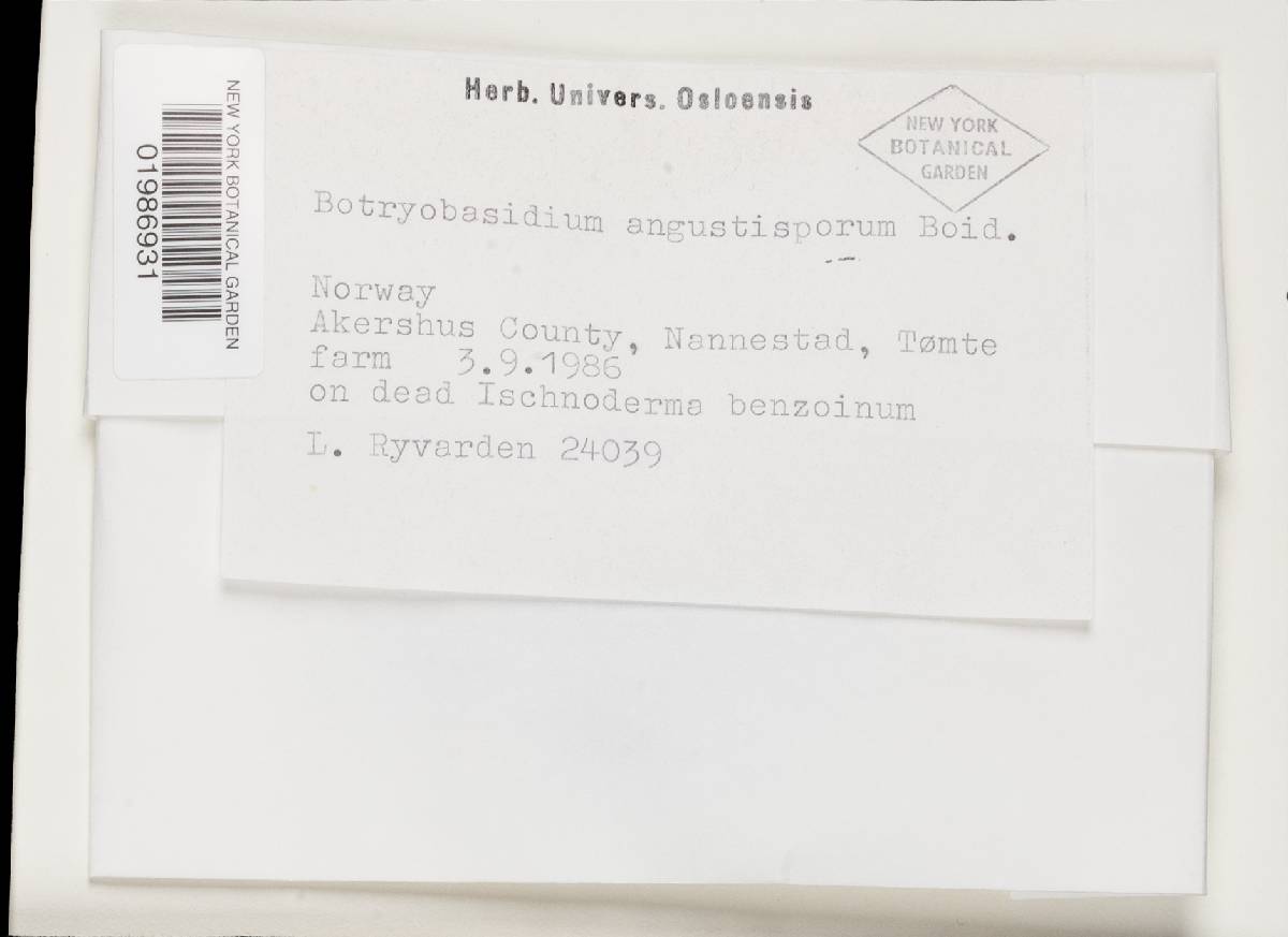 Botryobasidium intertextum image