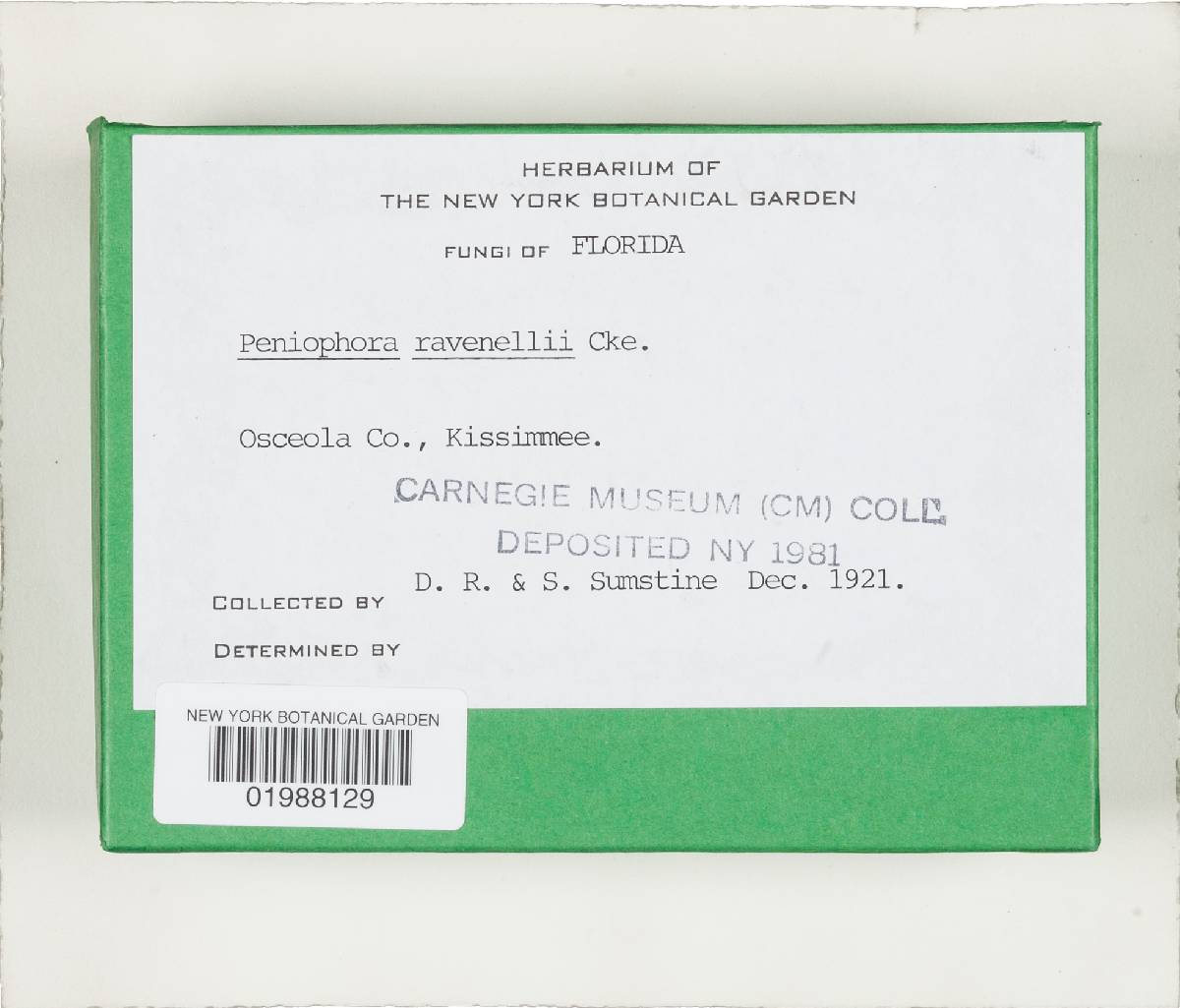 Phlebiopsis ravenelii image