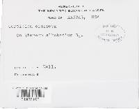 Peniophora albobadia image