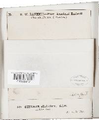 Peniophora albobadia image