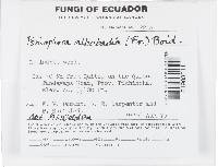 Peniophora albobadia image