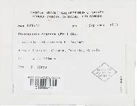 Peniophora cinerea image
