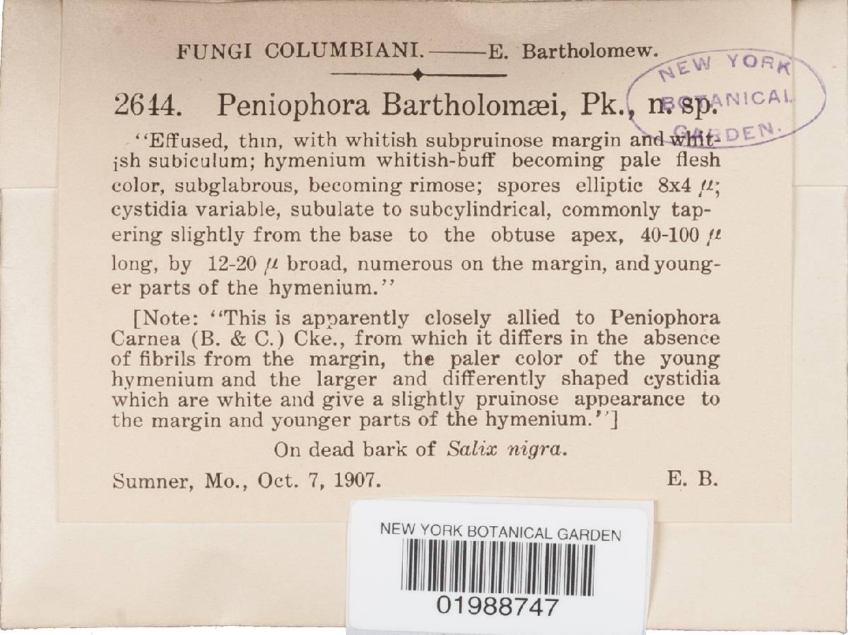 Peniophora bartholomaei image