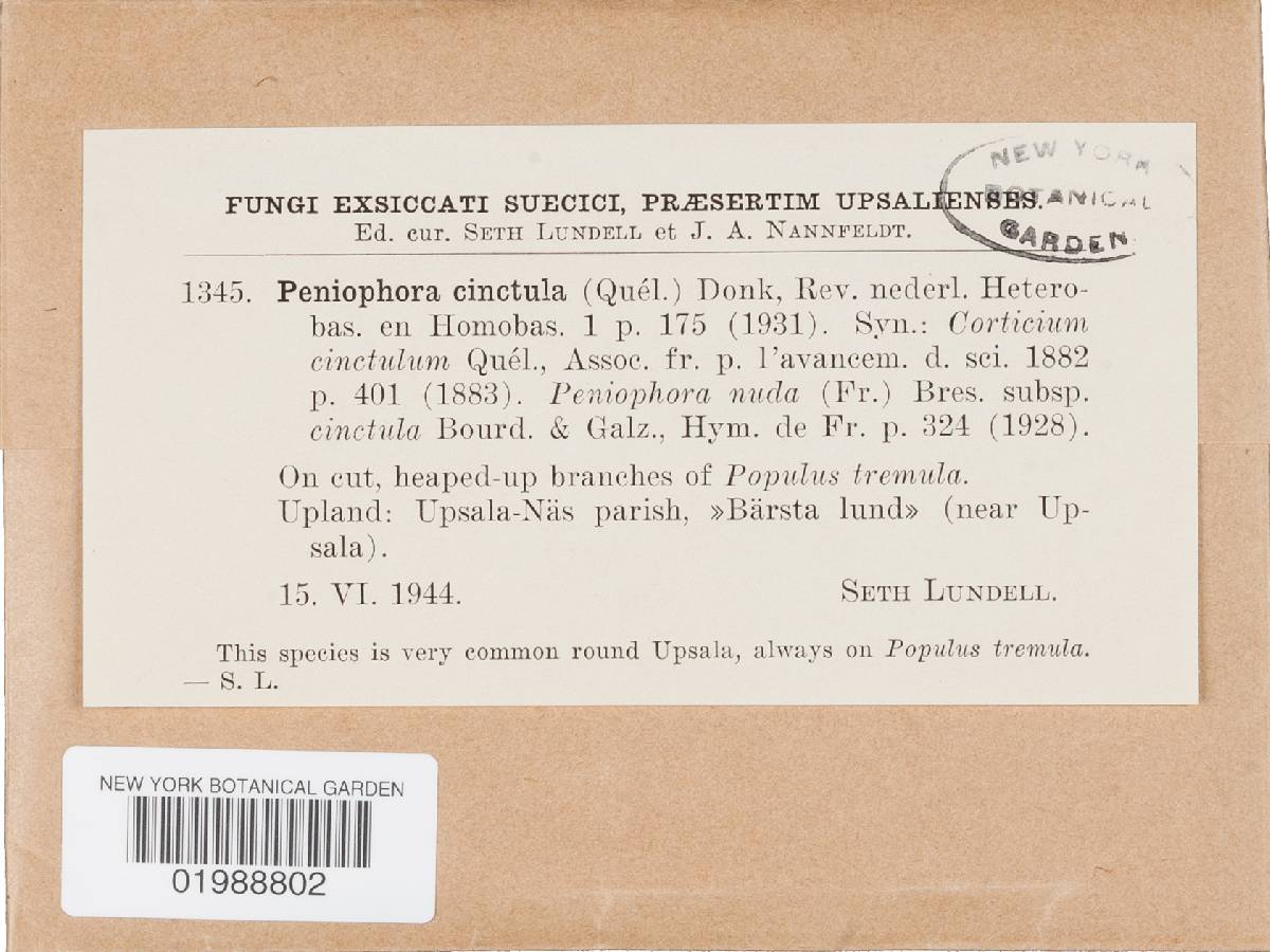 Peniophora violaceolivida image