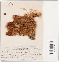 Trichaptum abietinum image