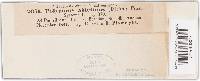 Trichaptum abietinum image